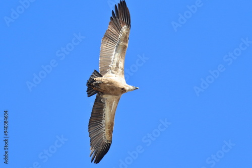 griffon vulture