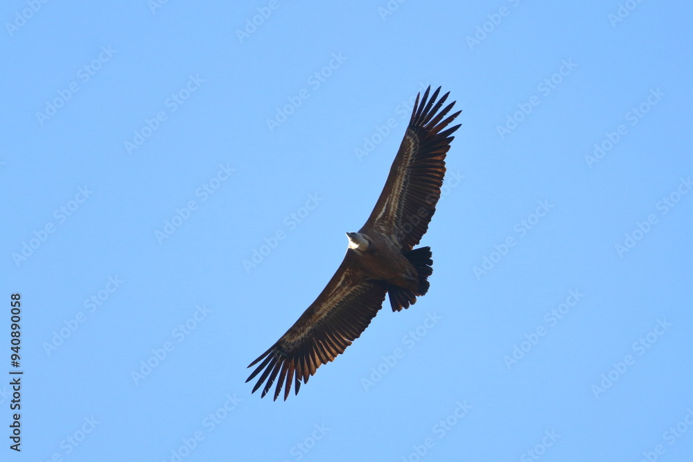 Naklejka premium griffon vulture