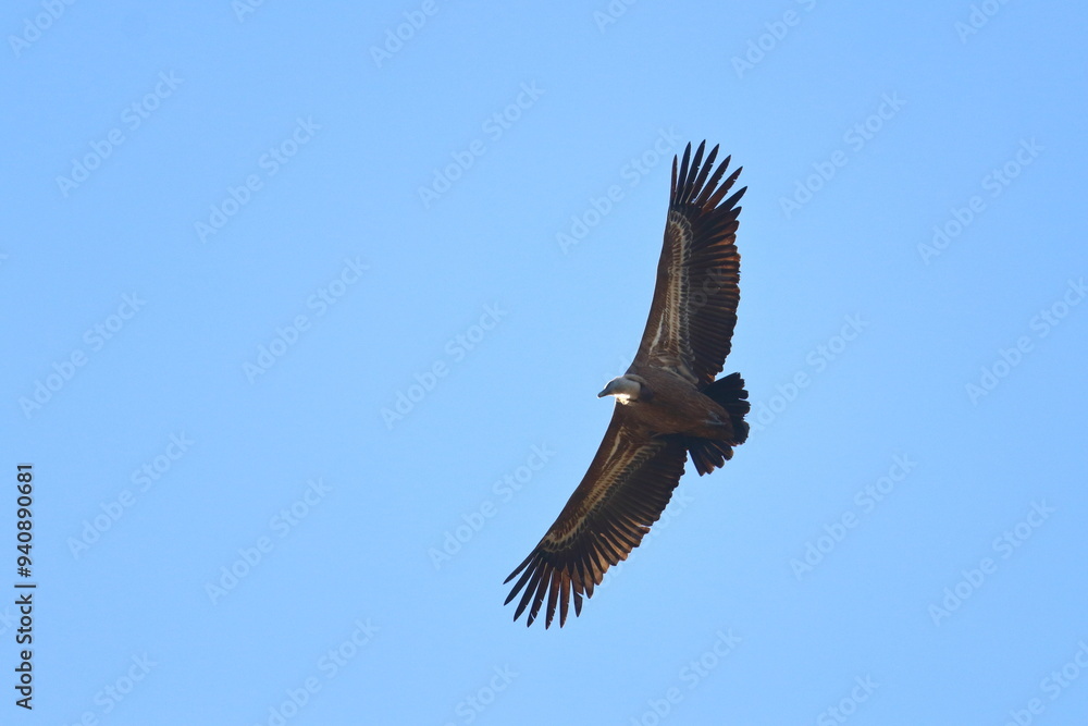 Fototapeta premium griffon vulture