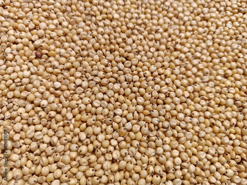 Sorghum or buckwheat on the ground