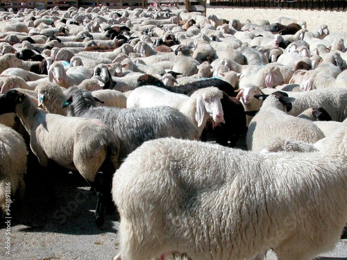 sheep farming as an agricultural business photo