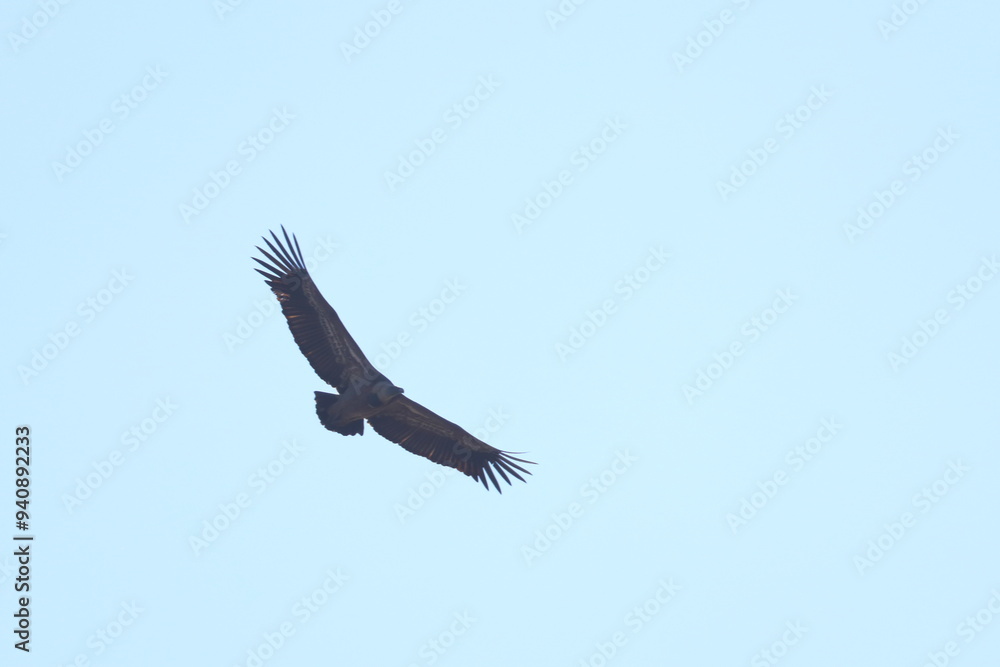 Obraz premium griffon vulture