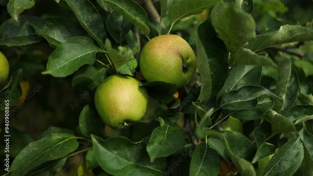Green apples in an apple plantation. Apple orchard with ripe fruits. Green apples in an apple plantation. Apple orchard with ripe fruits.