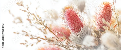 Closeup of pink King Protea flowers over white. Valentine's Day bouquet. Widescreen. photo