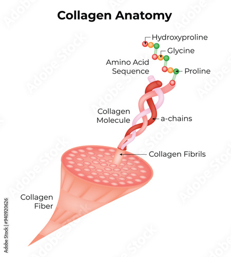 Collagen Anatomy Science Design Vector Illustration Diagram