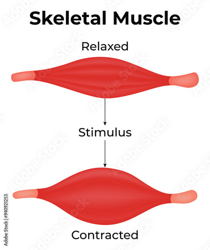 Skeletal Muscle Science Design Vector Illustration Diagram