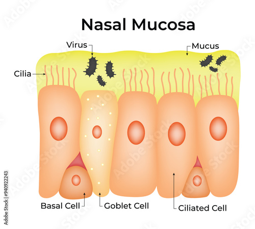 Nasal Mucosa Science Design Vector Illustration Diagram