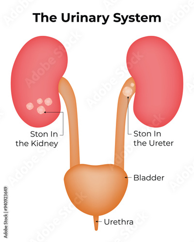 The Urinary System Science Design Vector Illustration Diagram