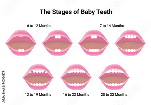 The Stages of Baby Teeth Science Design Vector Illustration Diagram