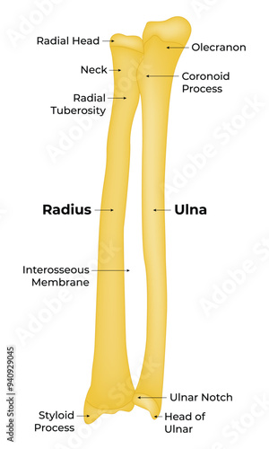 Radius and Ulna Science Design Vector Illustration Diagram