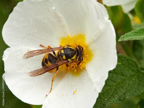 Black and yellow wasp feeding on pollen and nectar on a white flower. German Wasp Vespula germanica