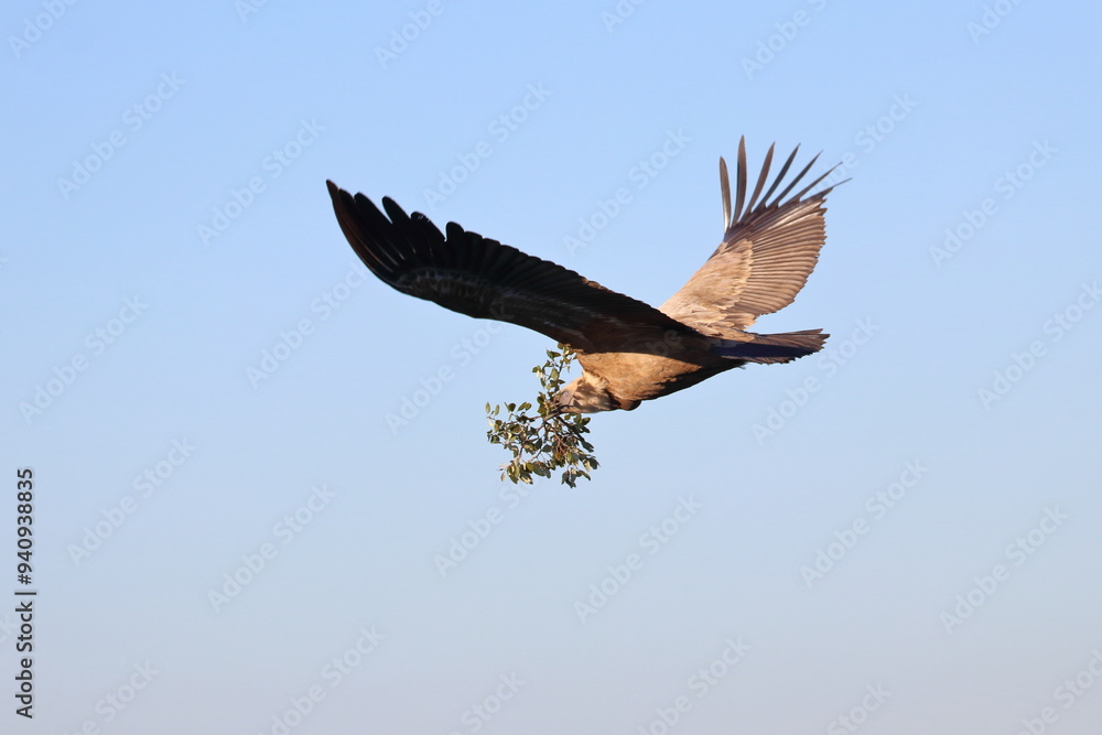 Obraz premium griffon vulture
