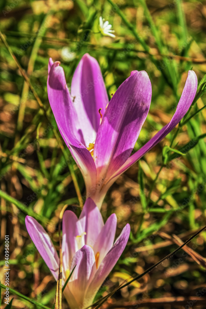 Macro - Forest - Europe, Romania, Suceava region Macro - Forest - Europe, Romania, Suceava region