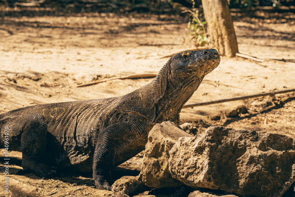 Close-up of Indonesian Komodo dragon Close-up of Indonesian Komodo dragon