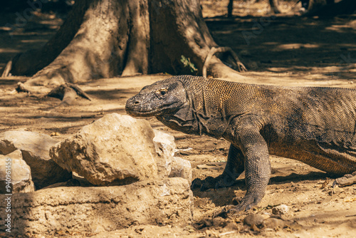 Close-up of Indonesian Komodo dragon photo