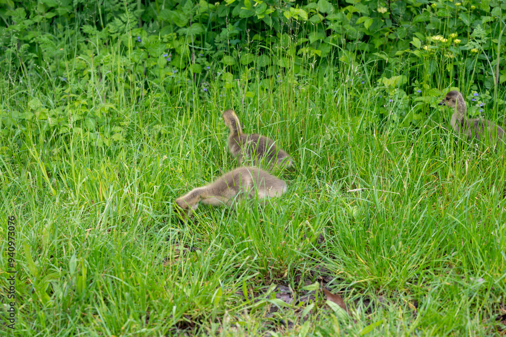 Goslings in the green grass Goslings in the green grass