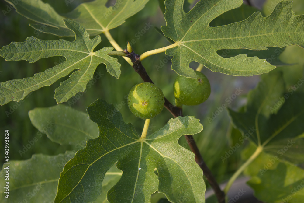 Obraz premium This is a tree with figs growing on it.