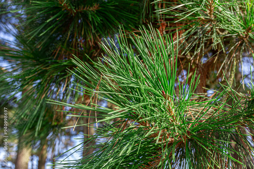 branche de pin branche de pin