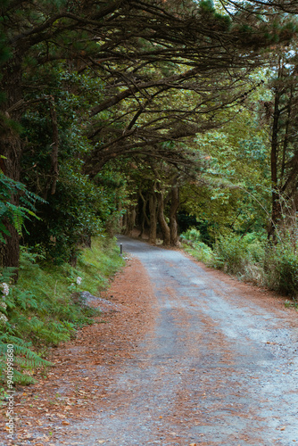 Gravel road in the forest with trees on both sides and grass on the ground