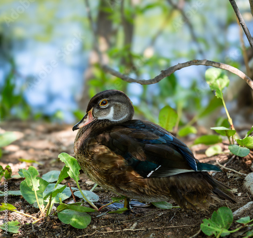 Portrait of a duck in the shade