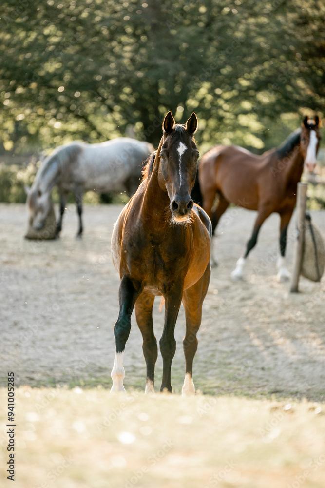 brown horse equine walking on mountain with beautiful sunlight brown horse equine walking on mountain with beautiful sunlight