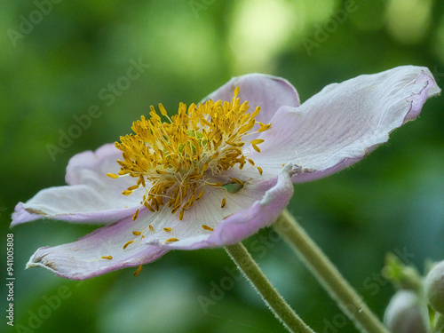 Macro photo of a beautiful white flower from a botanical garden