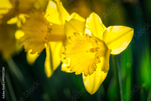 Closeup on beautiful Daffodil, Narcissus, flowers illuminated by sunlight with dark blurred background in Phoenix Park, Dublin, Ireland