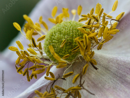 Extreme close up of a white flower from a botanical garden