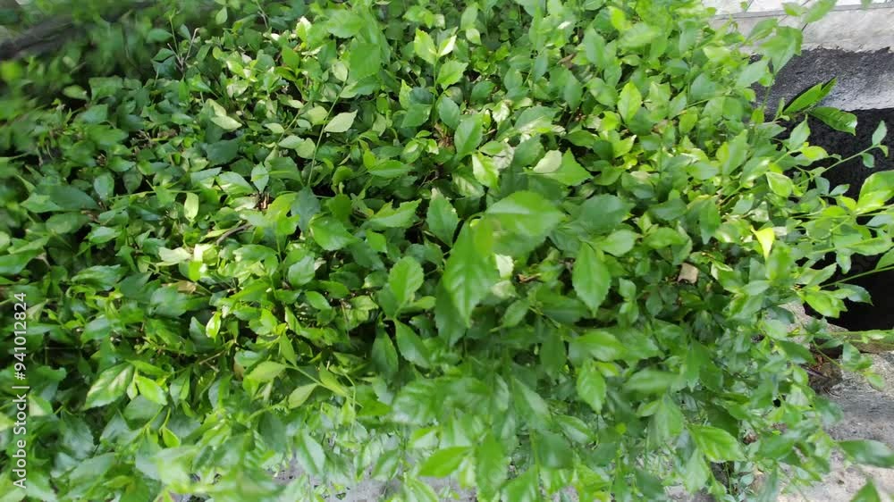 Portrait of a middle-aged gardener pruning a Bonsai tree in an office or campus yard. Using pruning shears, he carefully shapes and cares for the plant. The bonsai is cut from the top of the tree. Portrait of a middle-aged gardener pruning a Bonsai tree in an office or campus yard. Using pruning shears, he carefully shapes and cares for the plant. The bonsai is cut from the top of the tree.