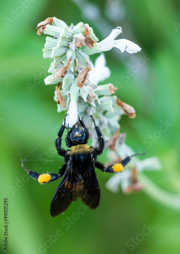 Macro photo of a bee feasting on a flower 