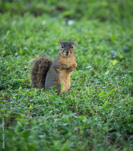Cute squirrel portrait in the park sitting on the grass