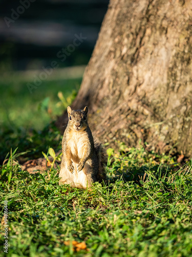 Portrait of a cute squirrel by a tree on a sunny day