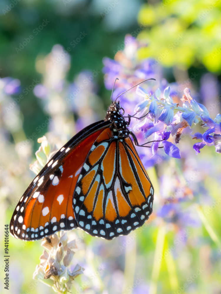 Monarch Butterfly macro on a colorful flower Monarch Butterfly macro on a colorful flower