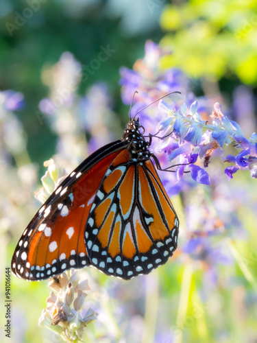 Monarch Butterfly macro on a colorful flower