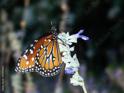 Close up of a beautiful Monarch Butterfly resting on a flower