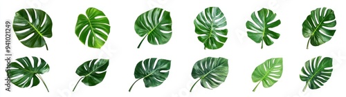 Collection of Monstera Deliciosa Leaves Isolated on White Background