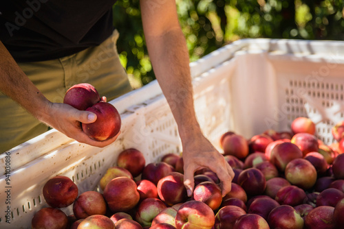 Close-up of a man's hands choosing nectarines in a large box where they store the collected fruit