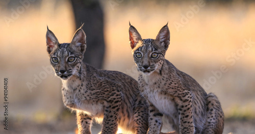 Lince ibérico en paraje natural español 