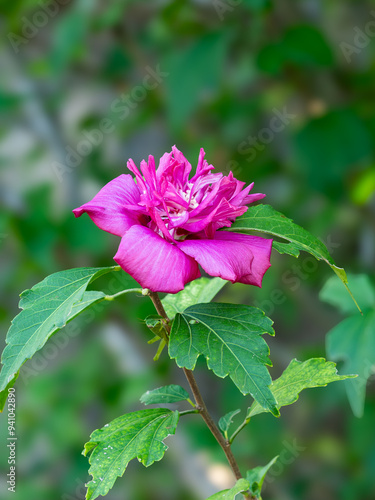 Pink flower in bloom close up with detail