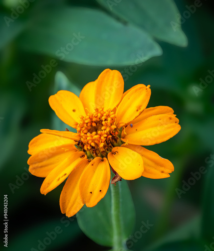 Orange flower portrait close up with detail