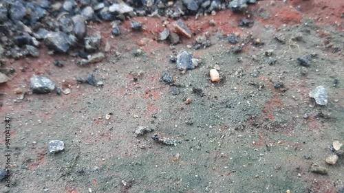 Wallpaper Mural Little black frog. Frogs emerge during rainy season, hopping around in puddles and ponds. Their small size make them a delight to spot. They feed on insects and play a crucial role in the ecosystem. Torontodigital.ca