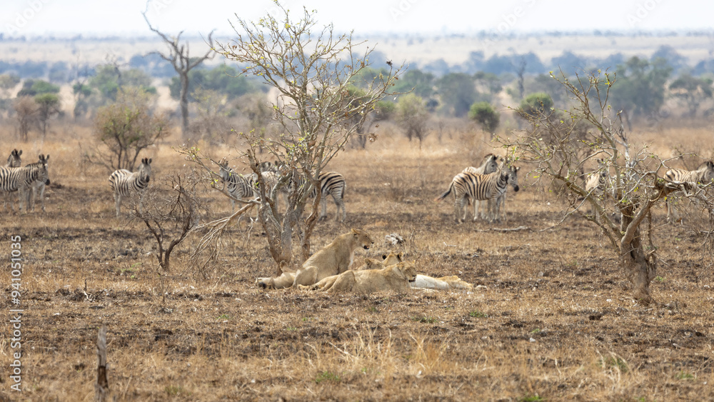 Fototapeta premium a herd of zebra watching a pride of lions