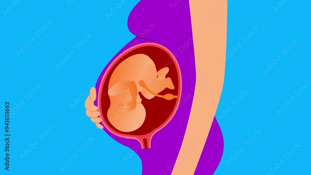 Medical Animation of Pregnant Woman with Fetus