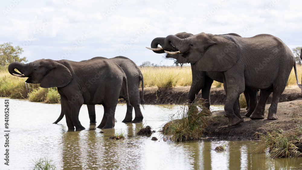 Fototapeta premium a herd of African elephants drinking water closeup