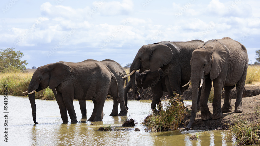 Obraz premium a herd of African elephants drinking water closeup