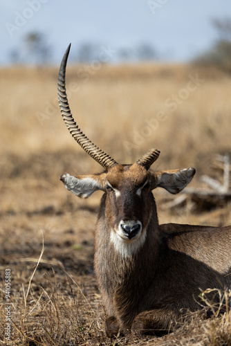 Photography a waterbuck bull with a broken horn