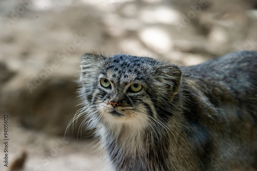 The small wild cat "Pallas's cat" (Otocolobus manul), also known as the manul