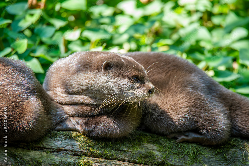 An otter lying down outside its den.