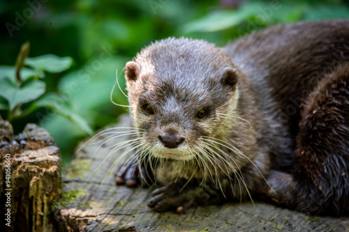 An otter lying down outside its den.