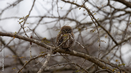 Bilde på lerret a pearl-spotted owlet hiding behind a branch